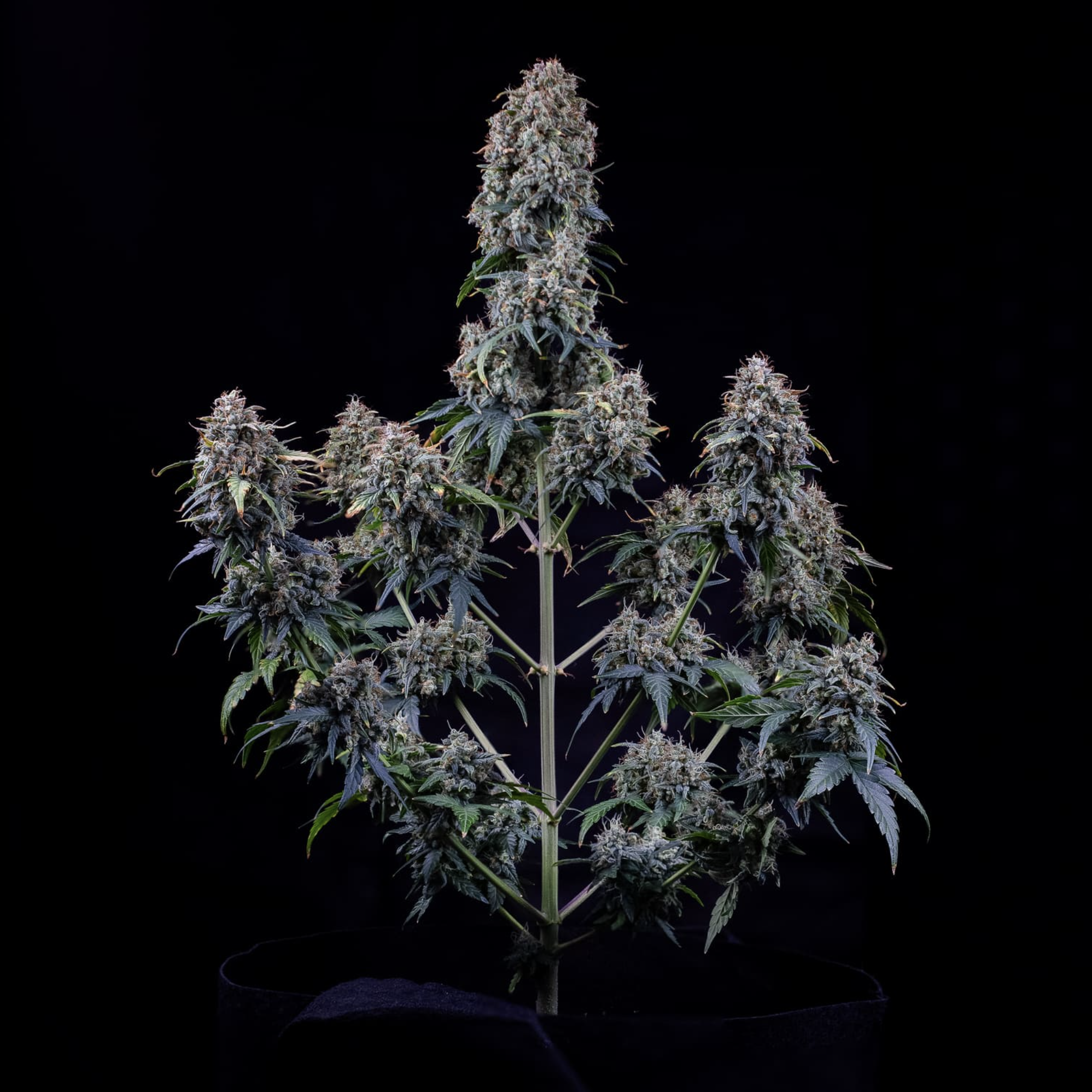 Alien vs. Triangle Auto F5 3 Feminized Seeds - Image 4