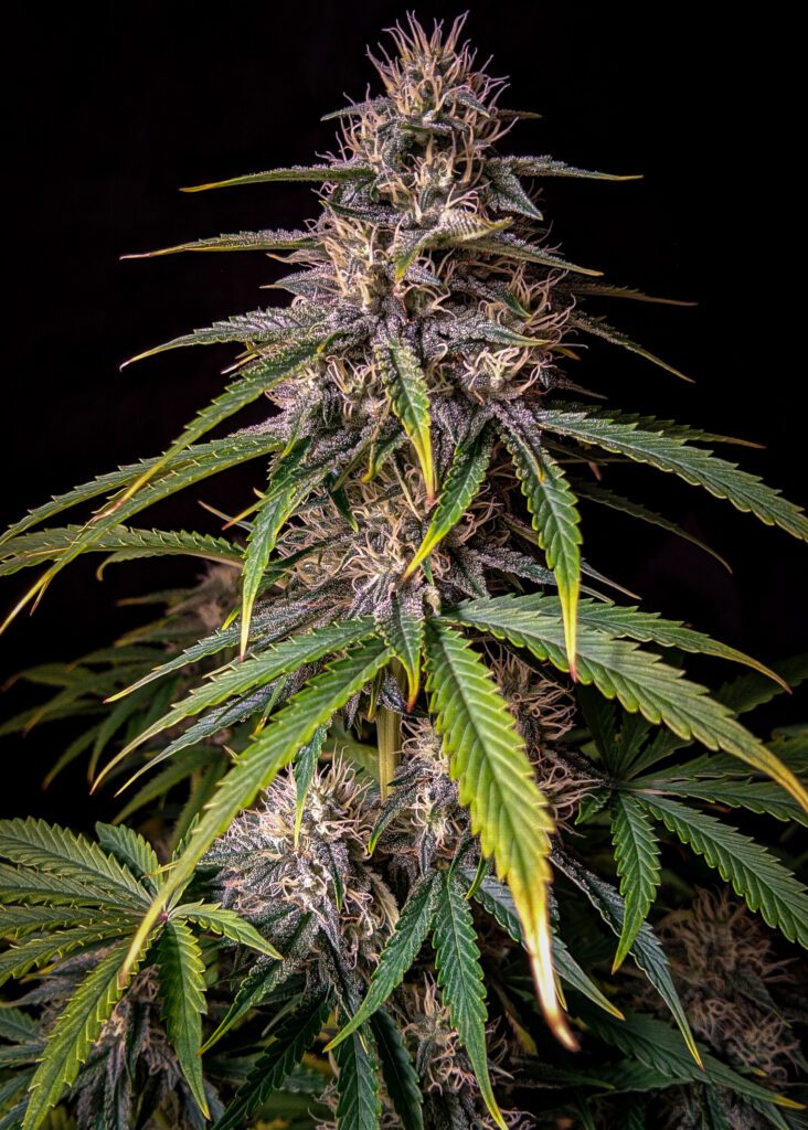 Mephisto Genetics Alien vs Triangle Auto F5 Feminized Seeds