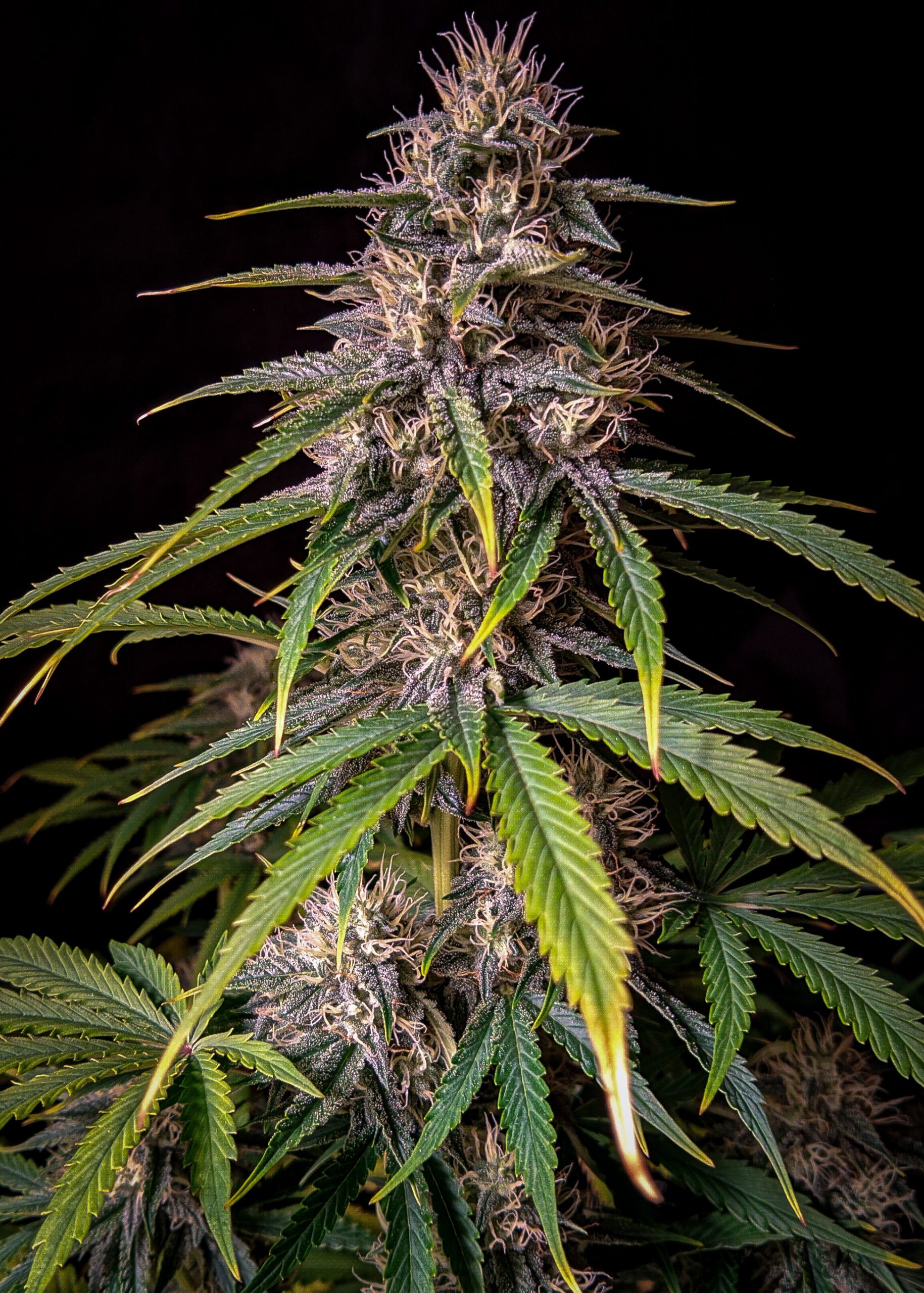 Alien vs. Triangle Auto F5 3 Feminized Seeds
