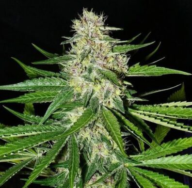 Prayer Pupil (Star Pupil x Prayer Tower) 12 Regular Seeds