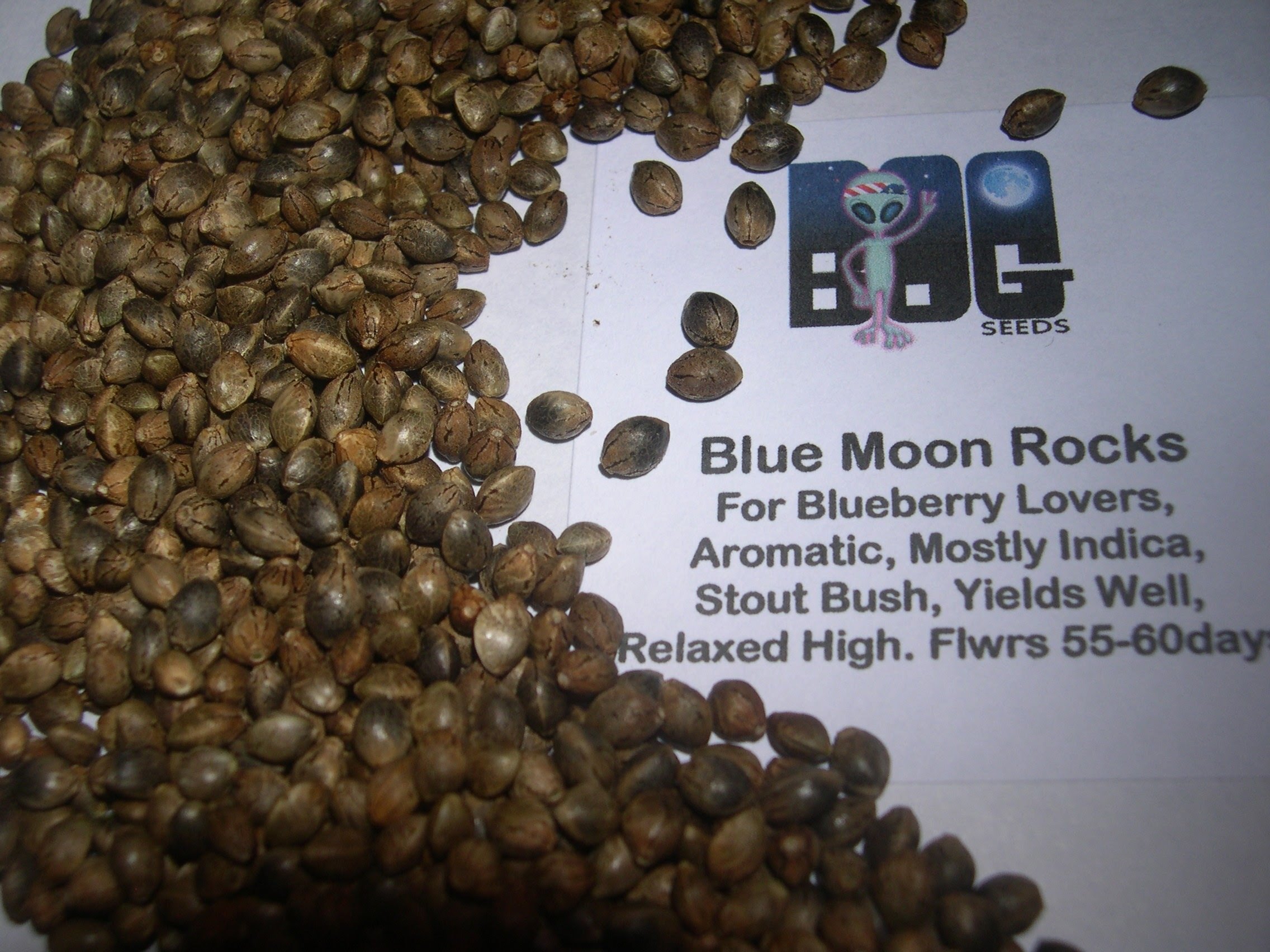 Blue Moon Rocks (Blue Moon x BOG Bubble) 13 Regular Seeds
