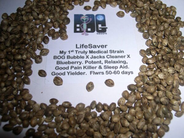 LifeSaver (BOG Bubble x Jacks Cleaner/Blueberry) 13 Regular Seeds