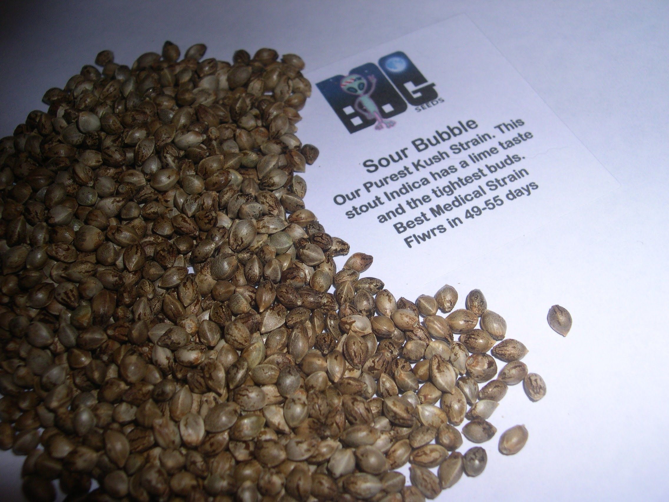 Sour Bubble 13 Regular Seeds