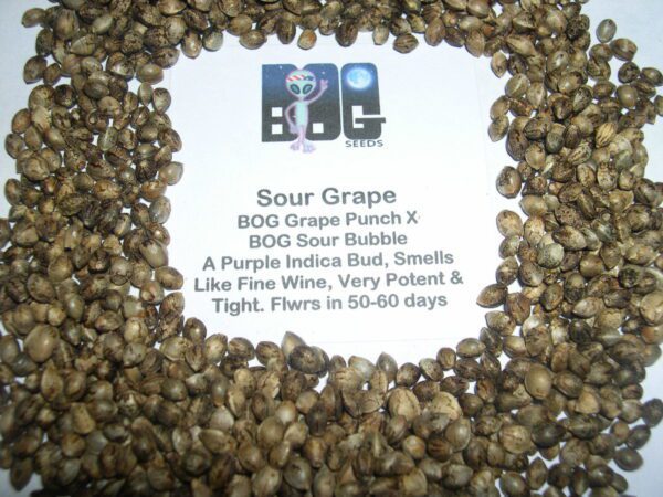 Sour Grape (BOG Grape Punch x BOG Sour Bubble) 13 Regular Seeds