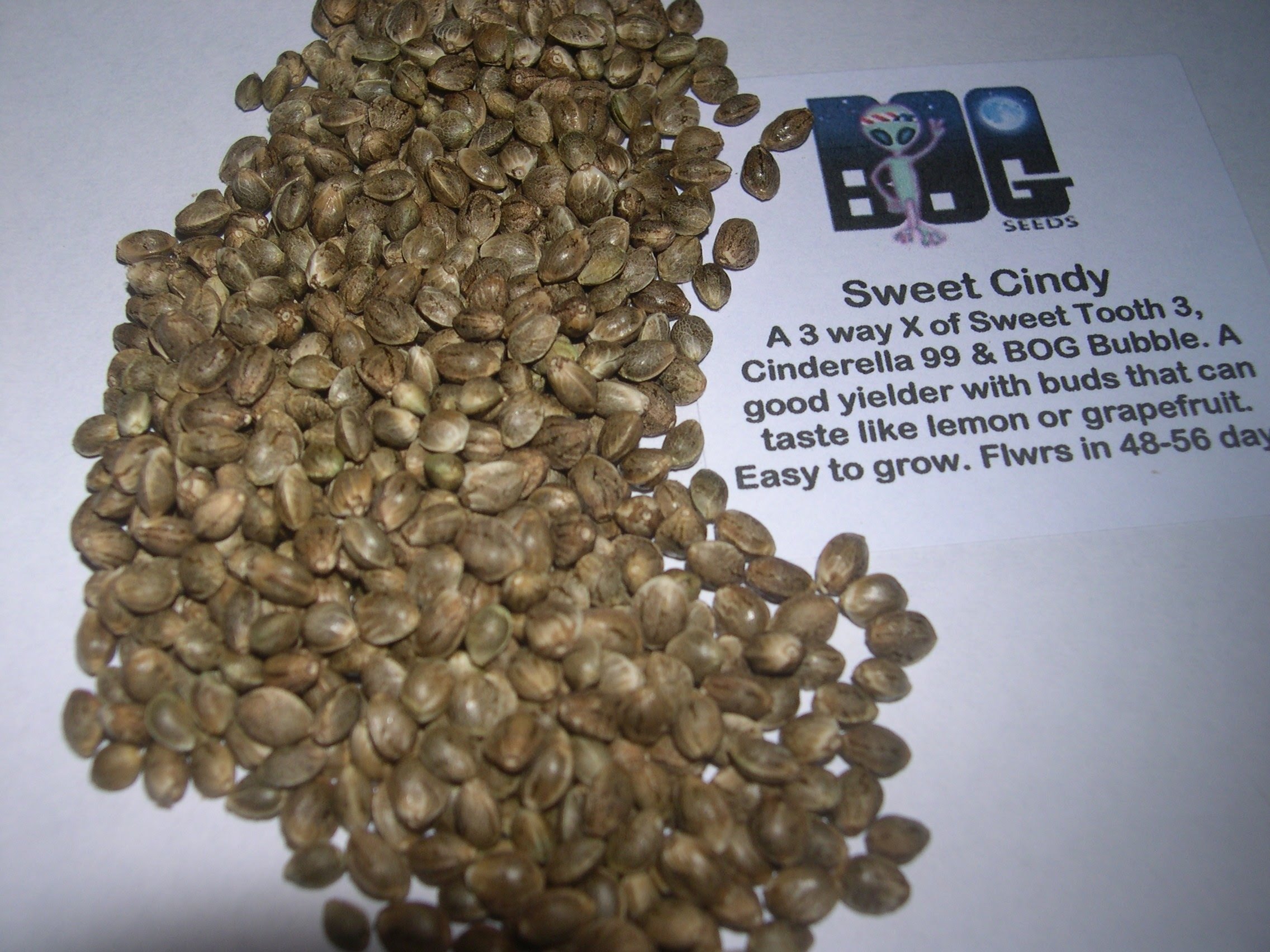 Sweet Cindy (Sweet Tooth #3 x Cinderella 99 x BOG Bubble) 13 Regular Seeds