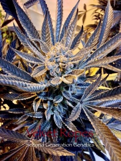 Velvet Ropes (Sacajawea #6 x F4 Blueberry) 14 Regular Seeds