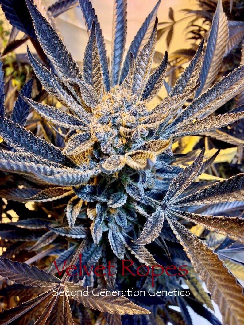 Velvet Ropes (Sacajawea #6 x F4 Blueberry) 14 Regular Seeds