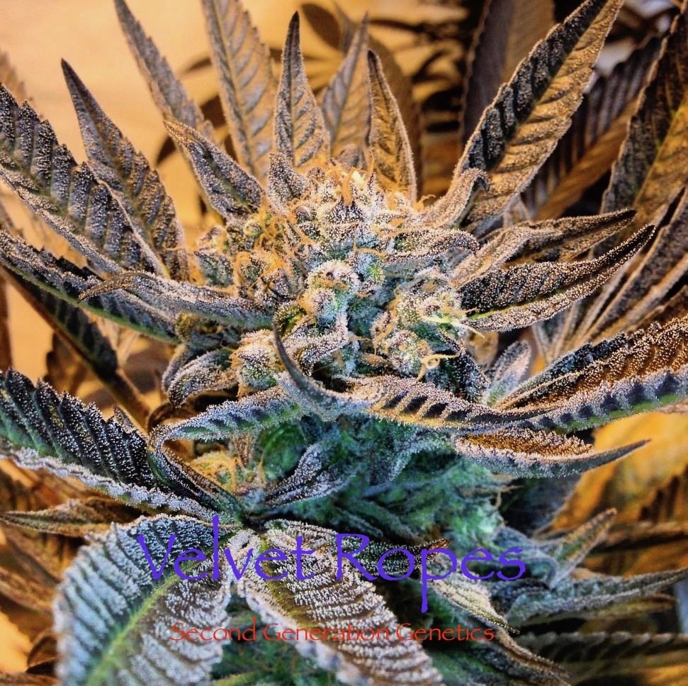 Velvet Ropes (Sacajawea #6 x F4 Blueberry) 14 Regular Seeds