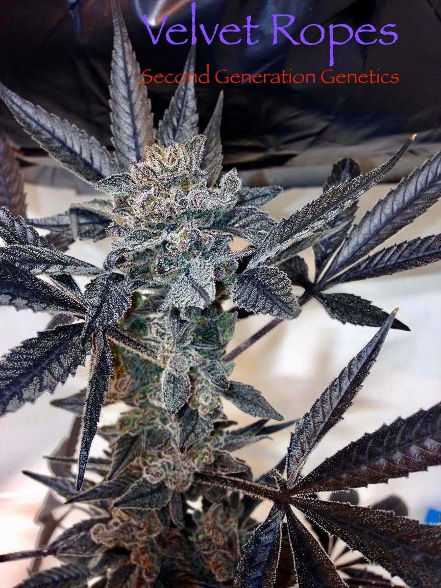 Velvet Ropes (Sacajawea #6 x F4 Blueberry) 14 Regular Seeds