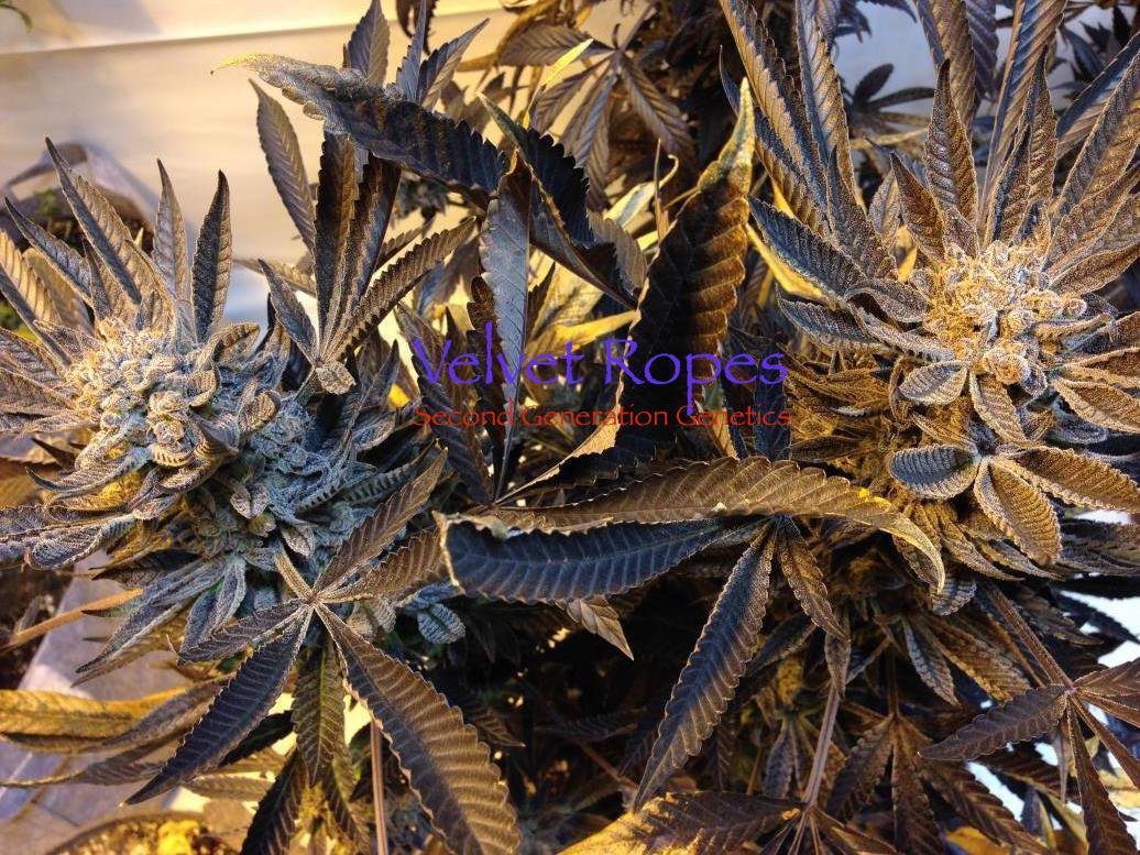 Velvet Ropes (Sacajawea #6 x F4 Blueberry) 14 Regular Seeds