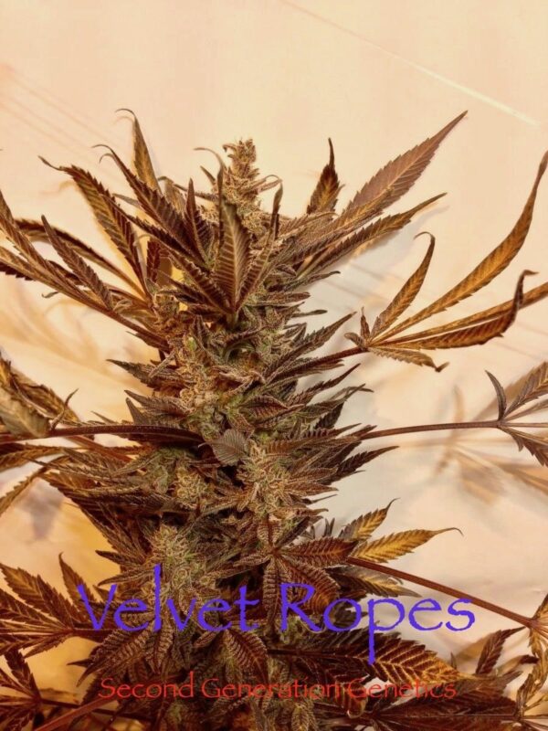 Velvet Ropes (Sacajawea #6 x F4 Blueberry) 14 Regular Seeds