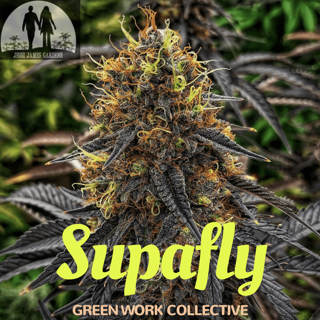 Supafly (Super Silver Haze x F5 Flo) 7 Regular Seeds