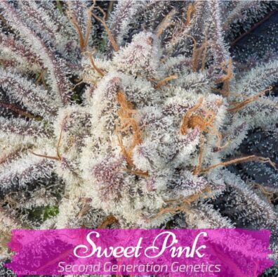 Sweet Pink (Pink Champagne x DJ Short F4 Blueberry) 14 Regular Seeds