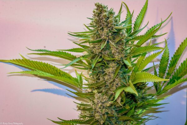 Princess Haze (Cinderella 99 x Cinderella 99/Super Silver Haze male) 13 Regular Seeds - Image 3