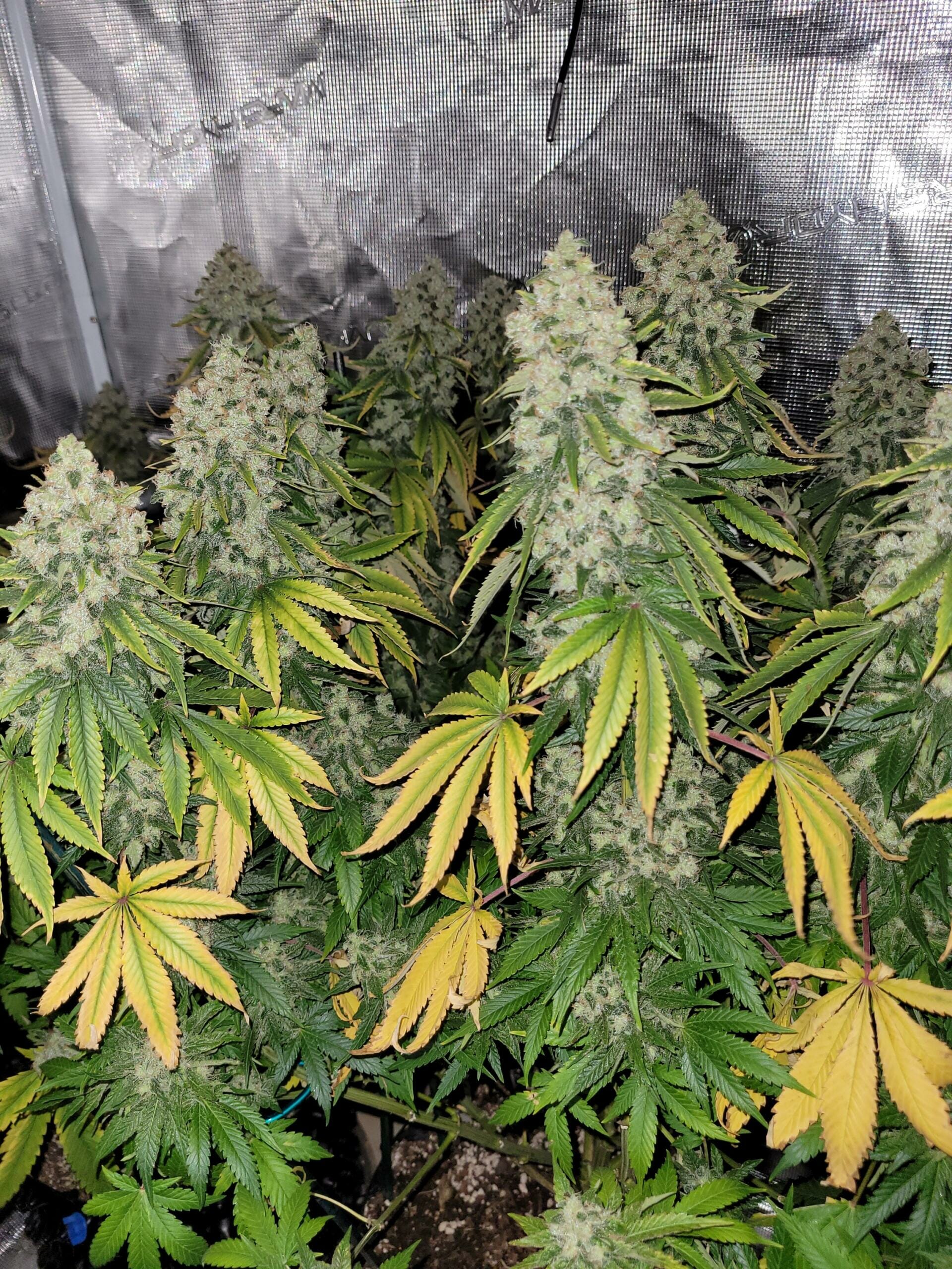Rosetta Stone (Jack Herer x Cinderella 99) 3 Feminized Seeds - Image 4