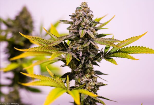 Cinderella 99 (Princess x P94) 13 Regular Seeds - Image 2