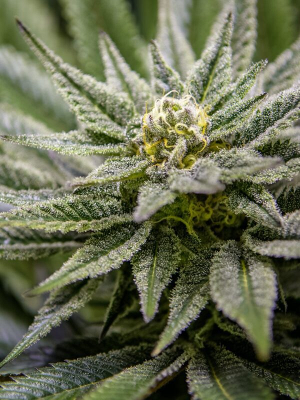 Killer Queen (Airborne G13 clone x Cinderella 99) 13 Regular Seeds - Image 2