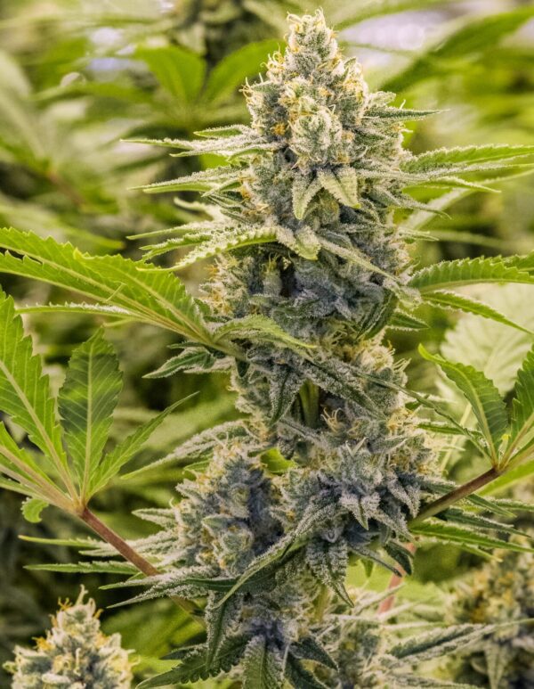 Princess Haze (Cinderella 99 x Cinderella 99/Super Silver Haze male) 13 Regular Seeds - Image 2