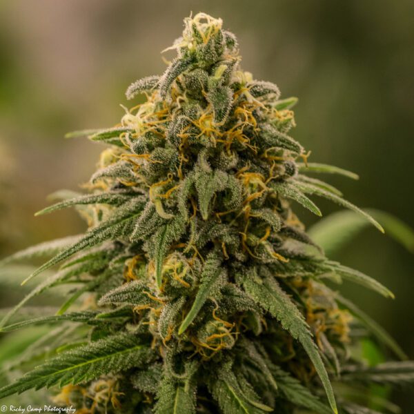 Apollo XX (Genius x Cinderella 99 female pollen donor) 8 Female Seeds