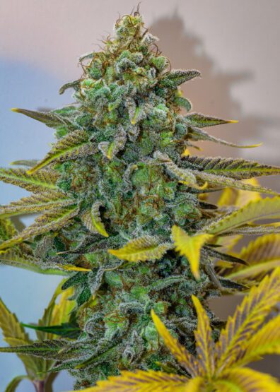 Cinderella 99 (Princess x P94) 12 Regular Seeds