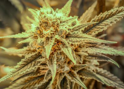 Killer Queen (Airborne G13 clone x Cinderella 99) 12 Regular Seeds