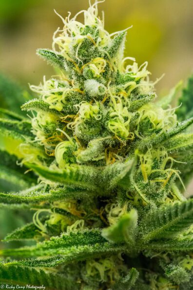 Queen of Soul (Princess x Princess/ Cinderella 99/Vortex) 12 Regular Seeds