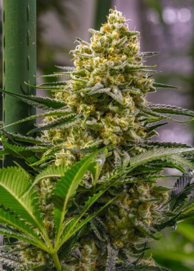 Cindy Haze (Cinderella 99 x Cinderella 99/Super Silver Haze male) 12 Regular Seeds