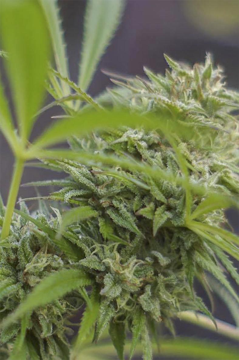 White Fire OG Feminized Cannabis Seeds