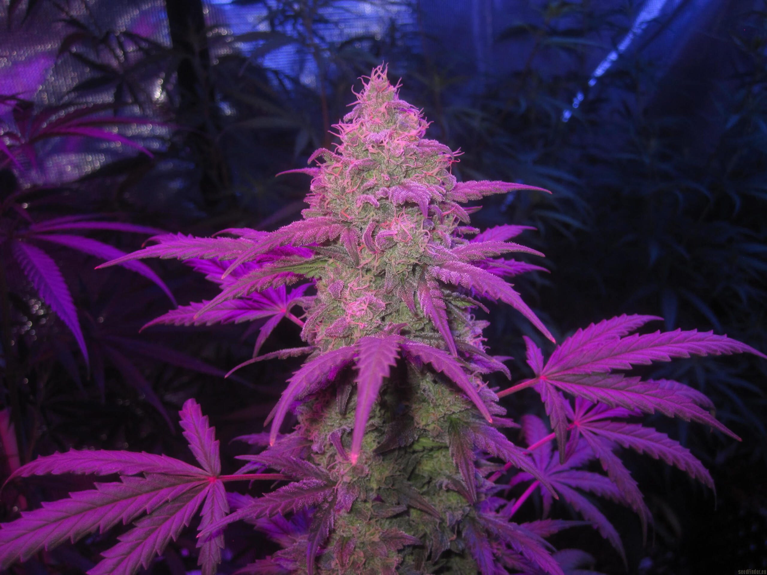 Bum Wine Auto (Hubbabubbasmelloscope x Tyrone Special) 3 Feminized Seeds
