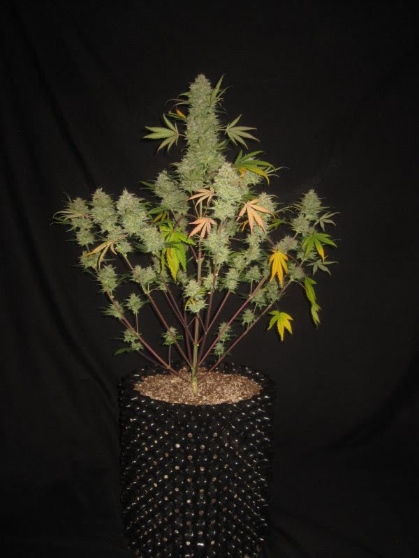 Bum Wine Auto (Hubbabubbasmelloscope x Tyrone Special) 3 Feminized Seeds