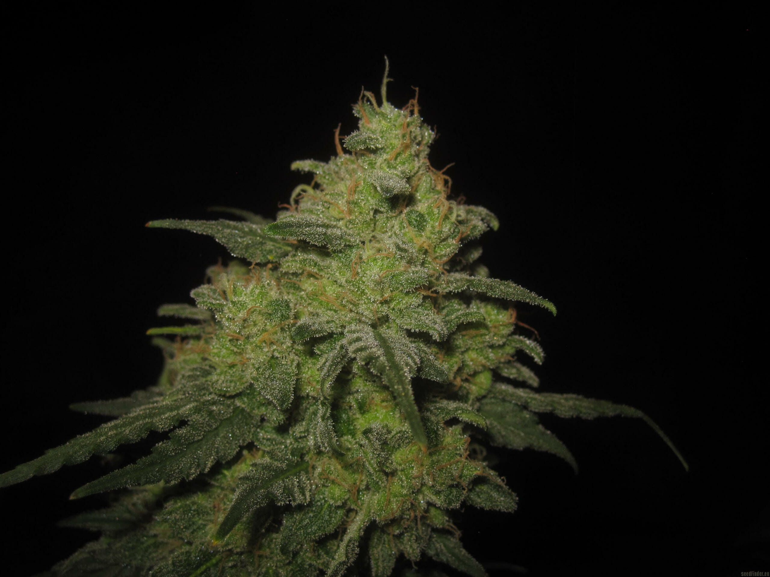 Bum Wine Auto (Hubbabubbasmelloscope x Tyrone Special) 3 Feminized Seeds