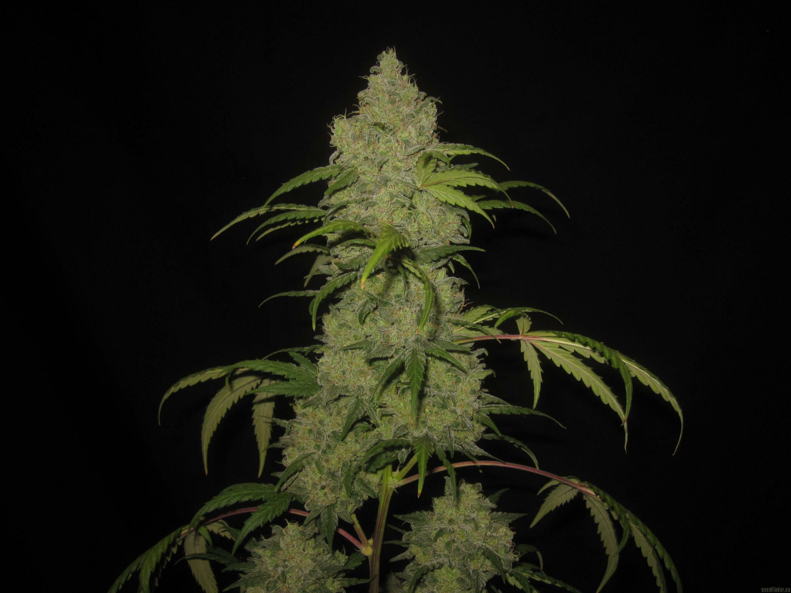 Bum Wine Auto (Hubbabubbasmelloscope x Tyrone Special) 3 Feminized Seeds
