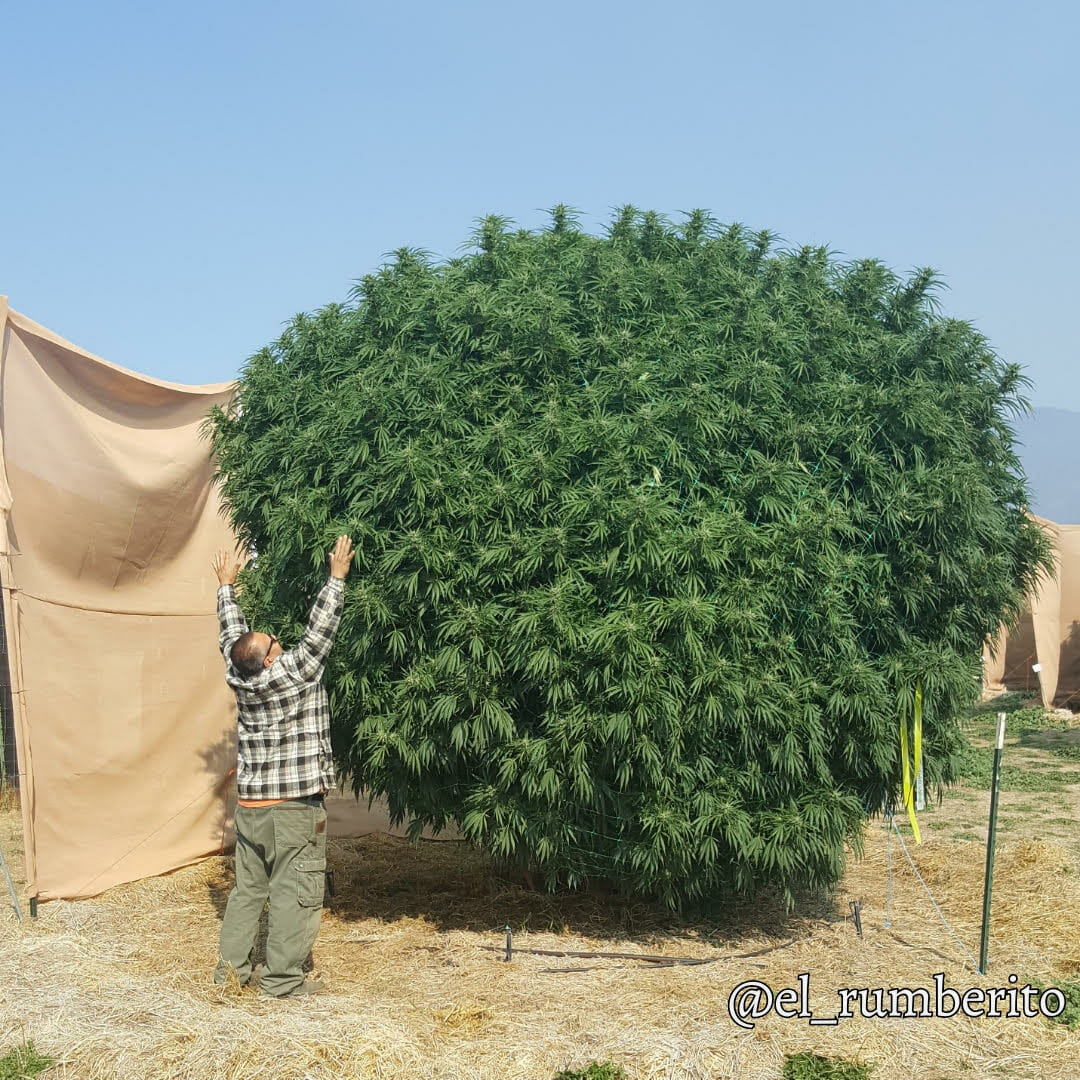 Baja Blast S1 3 Feminized Seeds