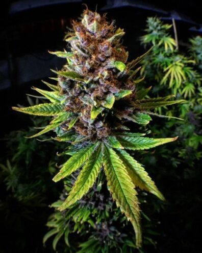 Raspberry Boogie (Sour Raspberry x Pink 2.0) 10 Regular Seeds
