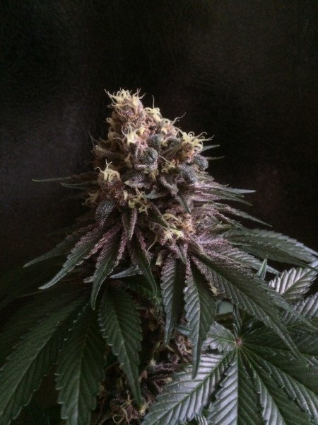 Raspberry Boogie (Sour Raspberry x Pink 2.0) 10 Regular Seeds
