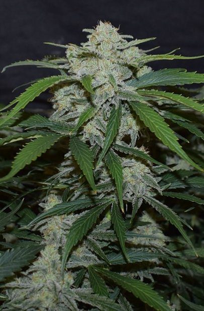 Fugue State Auto F4 (Amnesia Haze Bx1 x Walter White F5) 7 Feminized Seeds