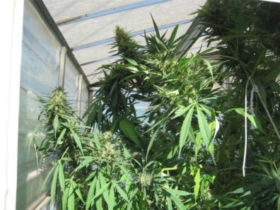 Chocolate Thai F3 (Drawoh's Chocolate Thai 2.5 x Drawoh's Chocolate Thai 2.5) 12 Regular Seeds