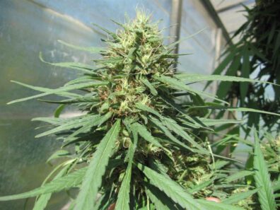 Chocolate Thai F3 (Drawoh's Chocolate Thai 2.5 x Drawoh's Chocolate Thai 2.5) 12 Regular Seeds