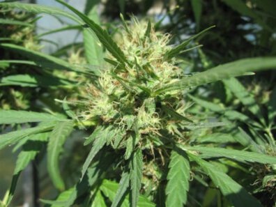 Chocolate Thai F3 (Drawoh's Chocolate Thai 2.5 x Drawoh's Chocolate Thai 2.5) 12 Regular Seeds