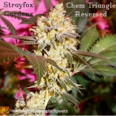 Strayfox Gardenz Chem Triangle
