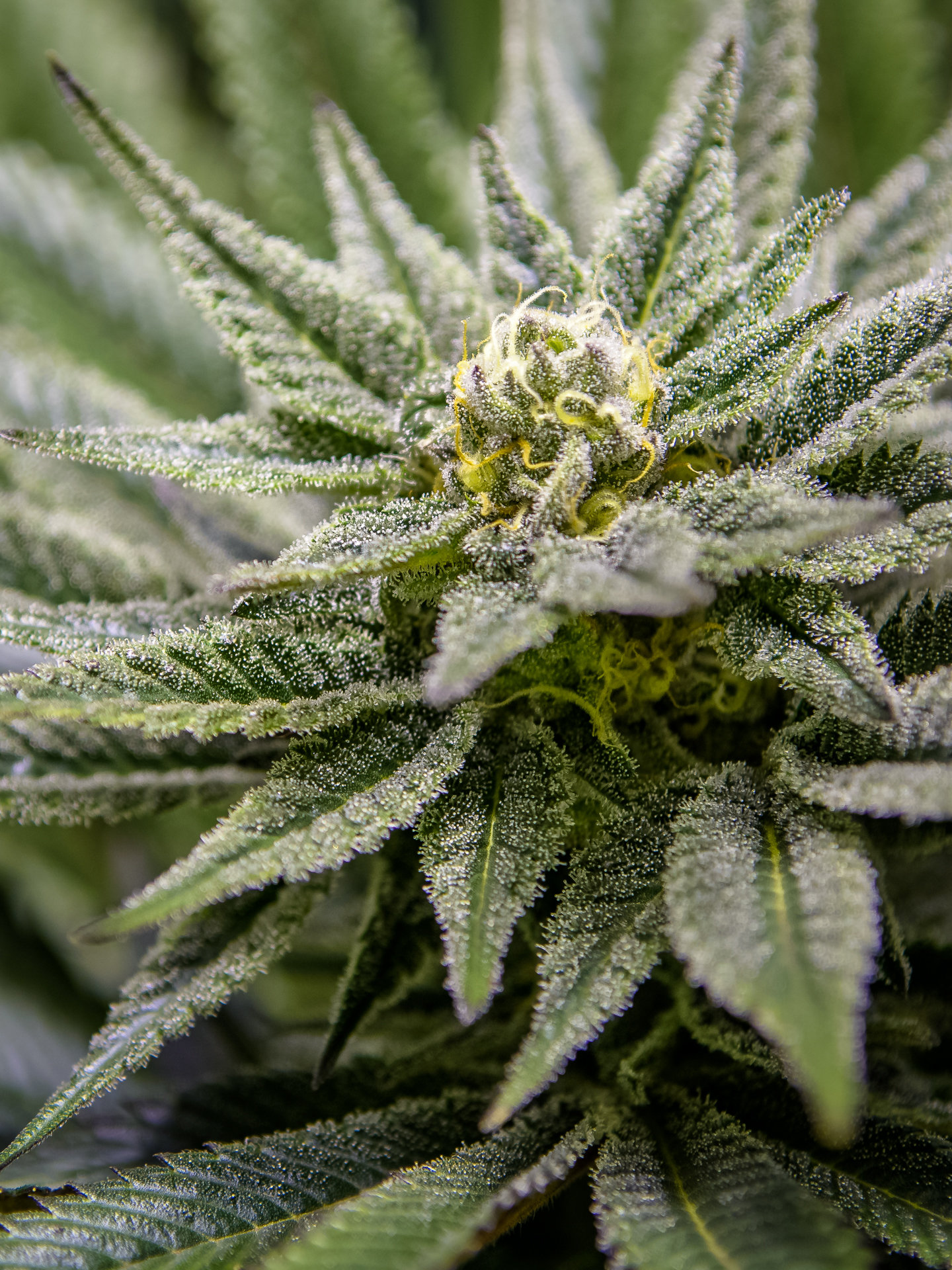 Killer Queen (Airborne G13/HP clone x Cinderella 99 female) 8 Female Seeds