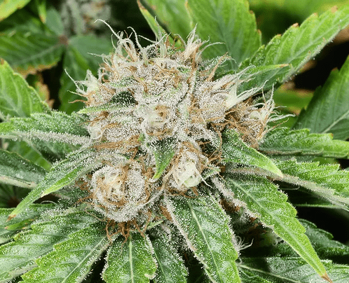 Grape Pupil (Putang x Star Pupil) 6 Feminized Seeds