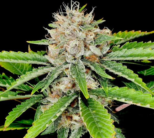 Grape Pupil (Putang x Star Pupil) 6 Feminized Seeds
