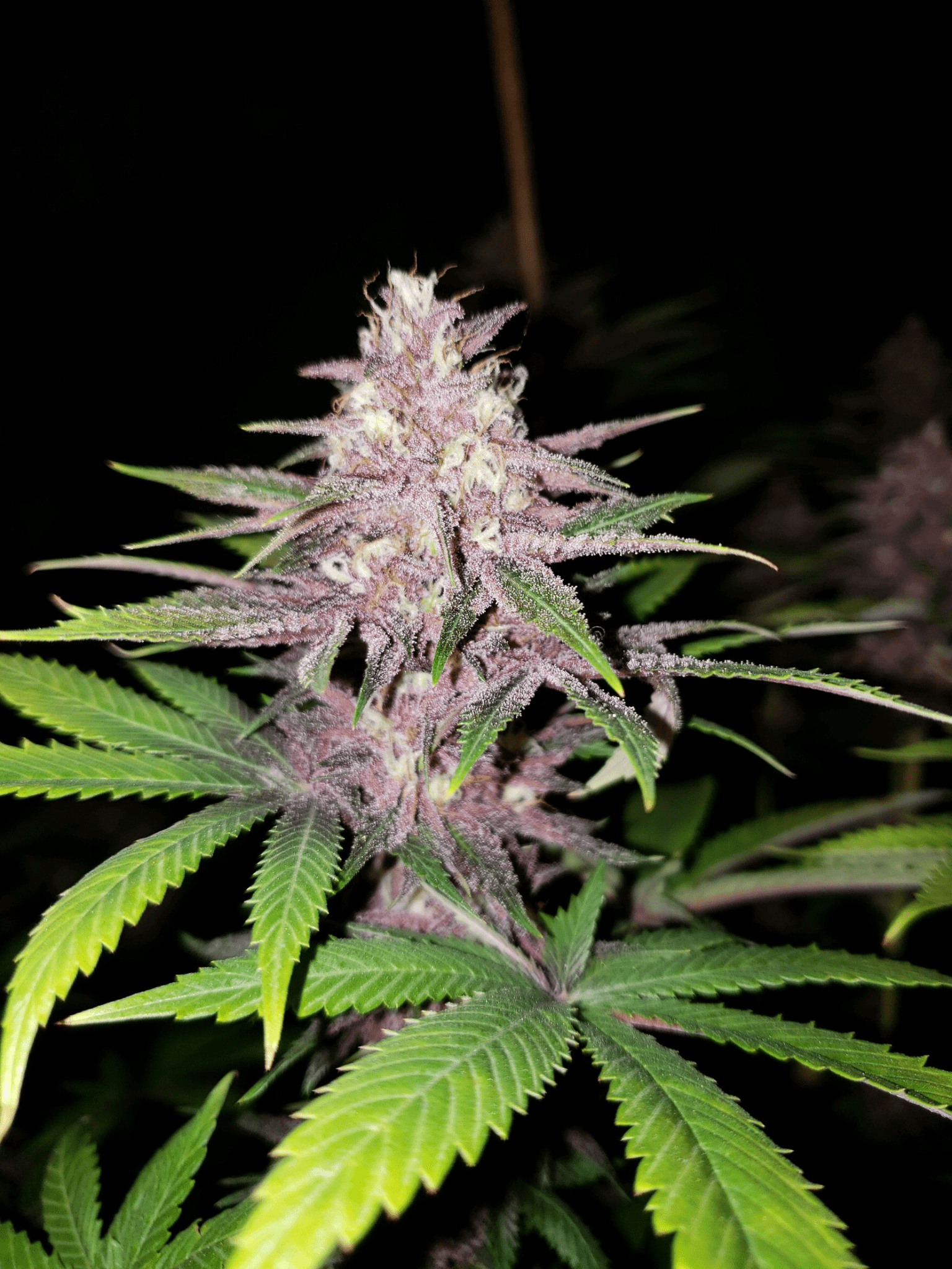 Grape Pupil (Putang x Star Pupil) 6 Feminized Seeds