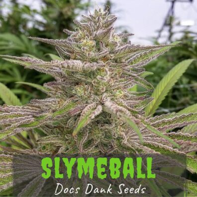 Slymeball (Chernobyl x Professor Moriarty) 10 Regular Seeds