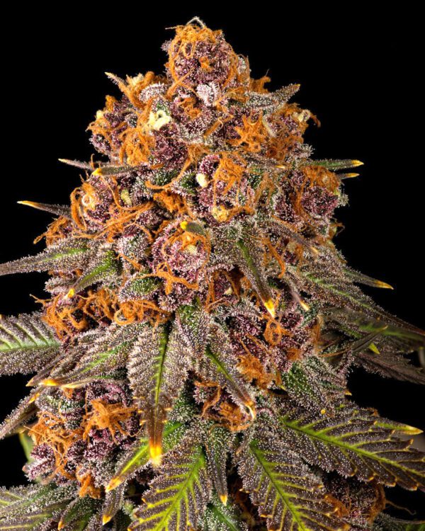 Mr E Pupil (Mr. E x Star Pupil) 7 Feminized Seeds - Image 3