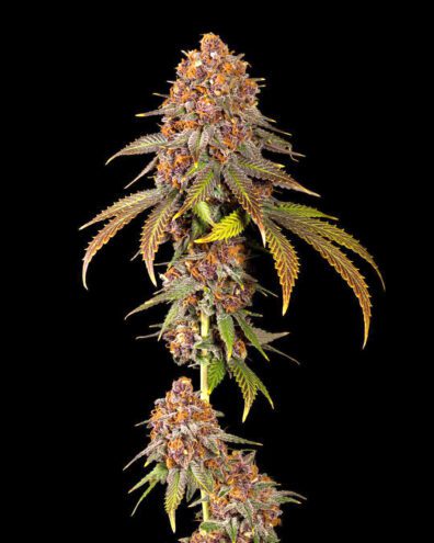 Mr E Pupil (Mr. E x Star Pupil) 7 Feminized Seeds