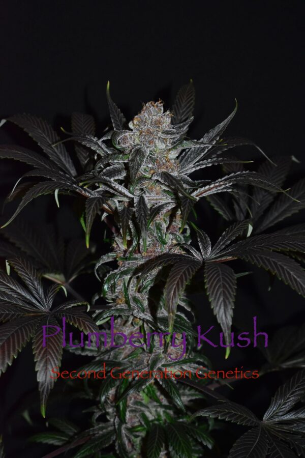 Plumberry Kush (Purple Unicorn x F4 Blueberry) 14 LIMITED EDITION Regular Seeds