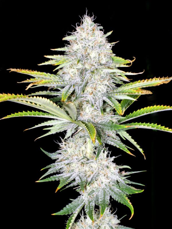 Mr E Pupil (Mr. E x Star Pupil) 6 Feminized Seeds