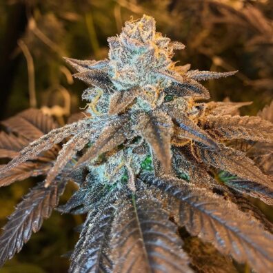 Sapphire Cherries F1